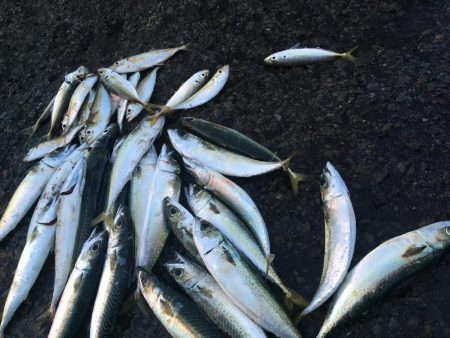 ジグサビキでアジやサバ